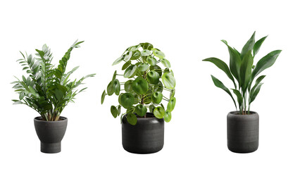 Obraz premium Indoor Exotic Plants Decoration Transparent Background