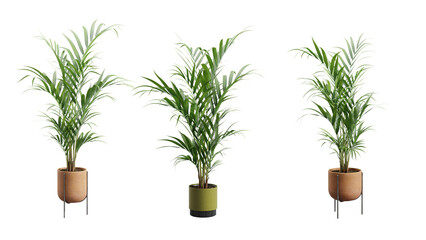 Fototapeta premium Indoor Exotic Plants Decoration Transparent Background