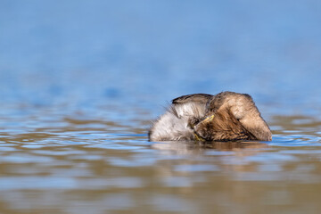 Zwergtaucher bei der Gefiederpflege auf einem Teich