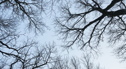 Obraz premium Looking Up at Tree Branches Against Pale Blue Winter Sky