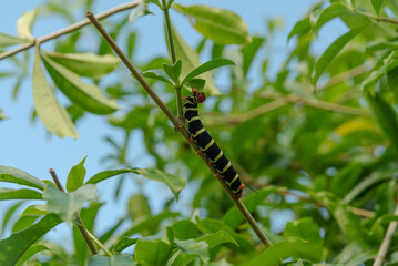 Chenille qui mange des feuilles d'arbre, couleurs vibrante, fond d'écran nature