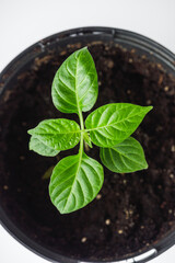 Planting Hope Hands Nurturing Seedlings