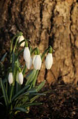 white snowdrops in the sun rays on a dark garden background. beautiful natural background. first spring flowers. delicate petals. awakening of nature. macro buds