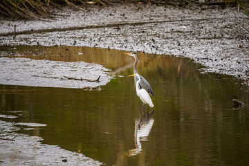Heron and Egret in the water