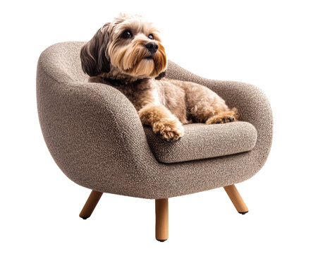 Cozy dog lounging in modern chair at home during afternoon  on transported background	 - Powered by Adobe