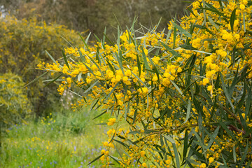 garden ornamental plants. ornamental trees with yellow flowers.