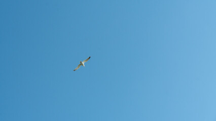 Seagull. Constanta, Romania