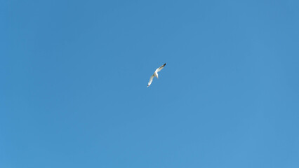 Seagull. Constanta, Romania