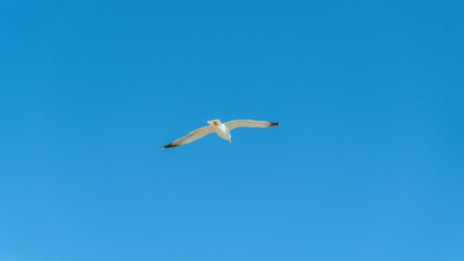 Seagull. Constanta, Romania
