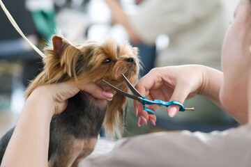 A groomer girl holds a yorkshire terrier's muzzle in her hands and cuts a uniform with regular lines around the dog's nose.