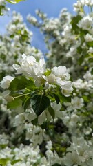 Closeup view of beautiful white flowering branches, showcasing the delightful essence and beauty of spring blossoms