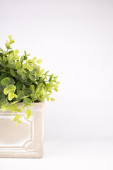 box wood green plant in a ceramic pot