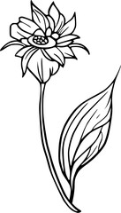 Hand-drawn black ink flower line art without stem, isolated on white, featuring an elegant and timeless floral motif for creative design purposes