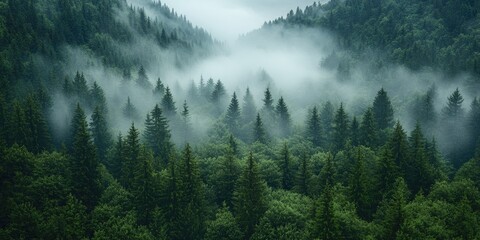 Misty forest landscape, dense evergreen trees, misty atmosphere, green hues, tranquil scene, nature, mountain, forest, wooded area, misty, fog, trees, nature, green, misty forest, moody, atmospheric
