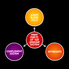 Main parts of the immune system mind map text concept for presentations and reports
