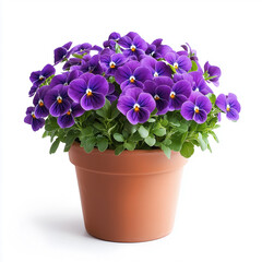 Vibrant purple pansy flowers in a terracotta pot isolated on white background for gardening and home decor inspiration