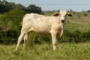 Um boi atrás de uma cerca em uma fazenda em um dia claro de céu azul.
