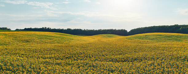 A vast sunflower field stretching across rolling hills under a bright summer sky.