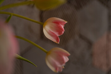 soft pink tulips in warm natural light, delicate petals and blooming buds, macro floral photography, concept of spring, beauty, and tenderness