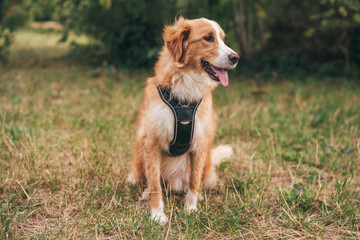 Golden rescue dog sitting happily in a grassy field