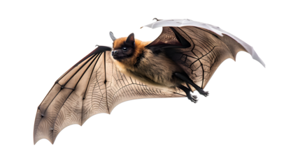 Bat in flight. Wing flap. Isolated white background. PNG