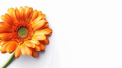 Orange gerbera daisy in high detail, perfectly positioned on a solid white background.