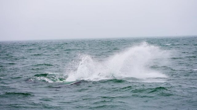 Killer whales jumping out of the ocean