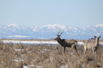 Hokkaido Sika Deer (Cervus nippon yesoensis) in Hokkaido, Japan