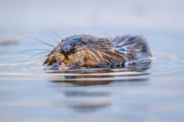Close-up of Eastern Muskrat swimming toward camera
