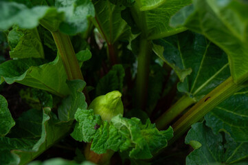 A vibrant photograph showcasing dense green Rhubarb leaves concealing a hidden bud, captured in natural light, evoking feelings of freshness and nature's beauty.