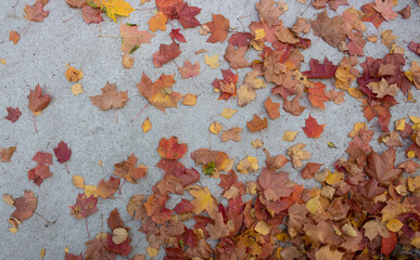 Beautiful frame made of autumn maple and oak leaves.