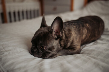 french bulldod at home on bed