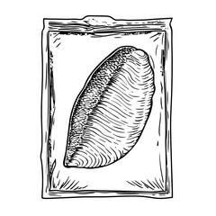 Elegant engraved illustration of a shell in vintage style showcasing intricate hand-drawn details for artistic inspiration