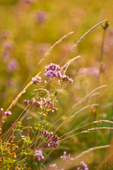 Wild Oregano at Sunset
