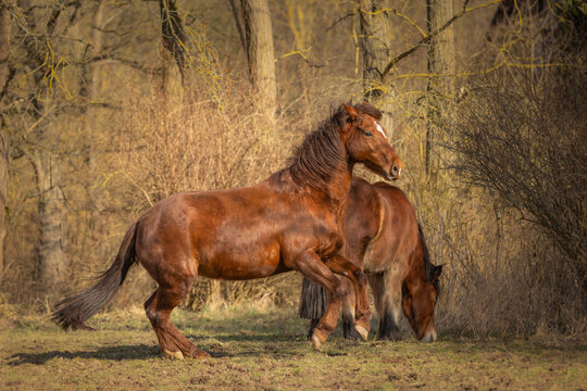 Warmbut  im der Levade