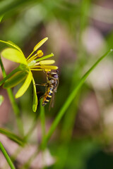 Hoverfly on Yellow Flower