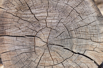 Tree Stump Texture