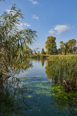 Reeds and Algae in a Calm Wetland