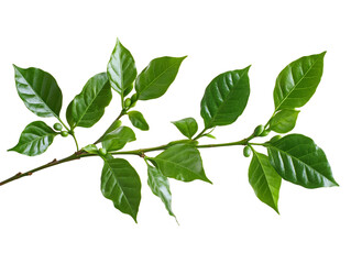Fototapeta premium Close Up Of Vibrant Green Leaves On A Branch Against A Transparent Background, PNG