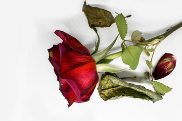 Close-up Photograph of Old Dead Roses Flowers on White Background