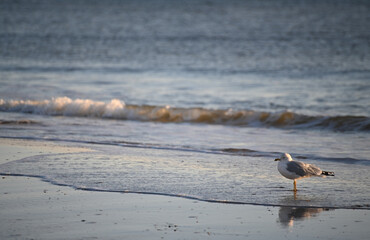 Single white and grey seagull walking on sandy beach with waves in background during golden hour