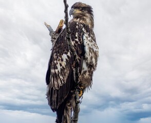 Young Bald Eagle with Piercing Gaze Perched on Weathered Branch, Juvenile Raptor Against Moody Sky Background, Close-up Wildlife Bird Photography