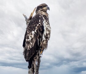 Juvenile Bald Eagle Portrait on Birch Branch Against Stormy Sky, Young Bird of Prey with Detailed Plumage, Immature Raptor in Natural Habitat Wildlife Photography