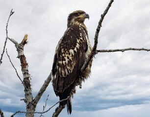 Juvenile Bald Eagle with Alert Expression on Dead Tree Branch, Young Raptor Against Dramatic Cloudy Sky, Immature Bird of Prey in Natural Environment Wildlife Photography