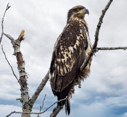 Juvenile Bald Eagle Perched on Dead Tree Branch Against Cloudy Sky Background, Young Raptor Bird of Prey in Natural Habitat Wildlife Photography