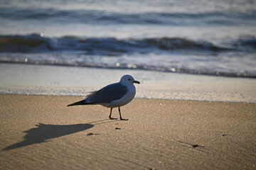 Single white and grey seagull walking on sandy beach with waves in background during golden hour