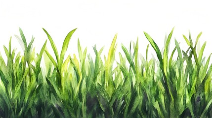 Fototapeta premium A vibrant watercolor painting depicts a lush border of bright green grass blades against a stark white background.