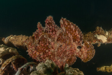 Frog fish in the Red Sea Colorful and beautiful, Eilat Israel
