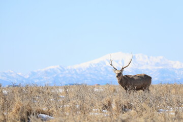 Hokkaido Sika Deer (Cervus nippon yesoensis) in Hokkaido, Japan