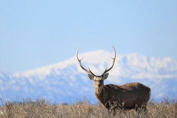 Hokkaido Sika Deer (Cervus nippon yesoensis) in Hokkaido, Japan